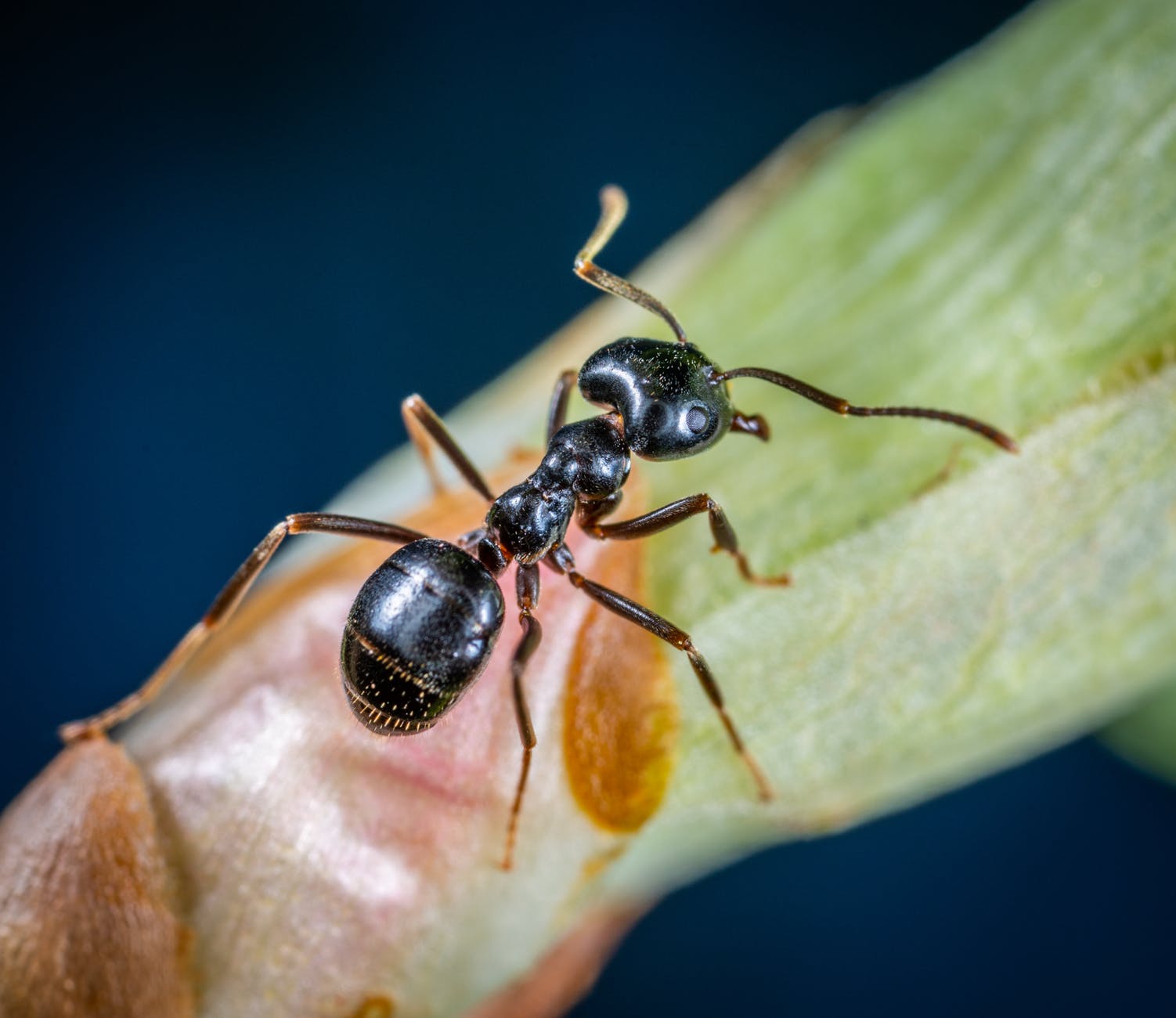 למה הנמלים מגיעים לחשמל שבקיר?